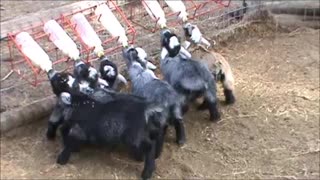 Wiggly-tailed baby goats will melt your heart!