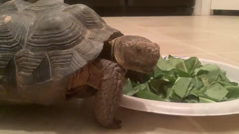 My tortoise eating collards