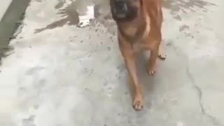 Bailarists Dog - The Dancing Canine!