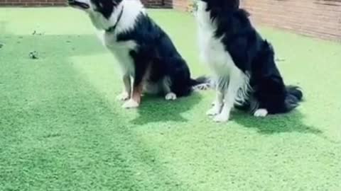 Funny dog, smart dog [short video]
