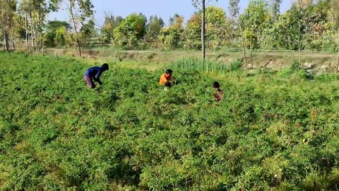 A Day The Life Of Indian Farmerlife || Indian Village Life Daily Routine || Traditional Coun