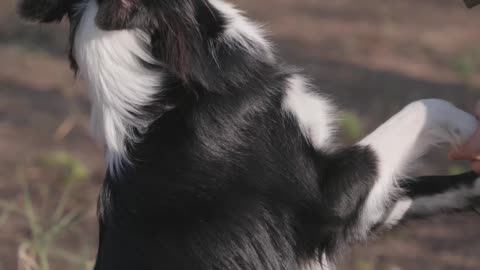 A Border Collie Playing with Its Owner