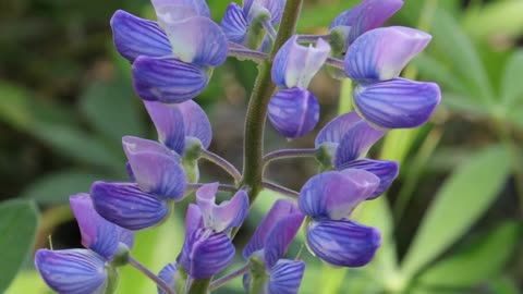 Large-Leaved Lupine