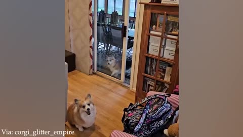 New Funny Dog videos 2024 😂😂🤣🤣🐶🐶Funny Animal Videos