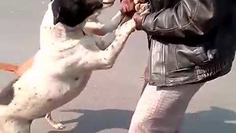 Funny dog video