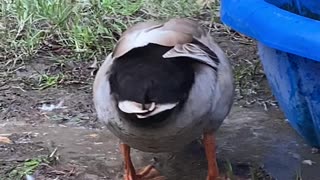 Happy Duck Dances in the Mud