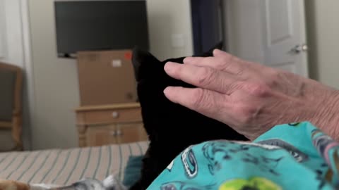 Adopting a Cat from a Shelter Vlog - Cute Precious Piper Loves to Cuddle During the Cooler Weather