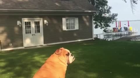 English Bulldog loving the sun