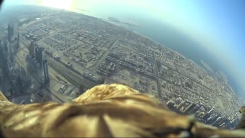 Dubai World Record Eagle Flight