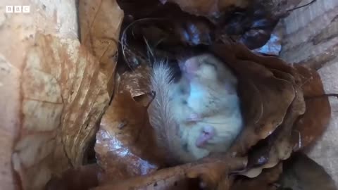 Finding the Notoriously Shy Dormouse | 24 Hours With | BBC Earth