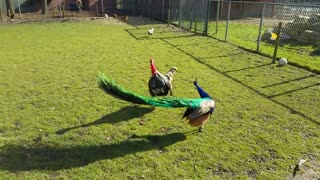 Turkey vs Peacock - who will win?