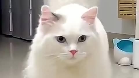 So cute Turkish Angora Cat