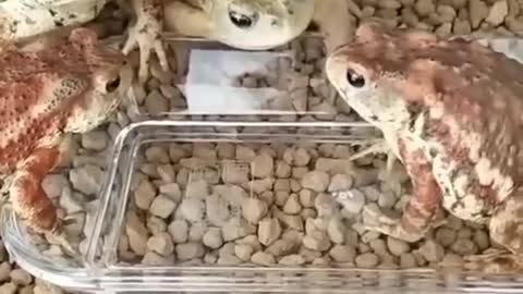 Why You ATE IT! Angry Frog || PETASTIC 🐾