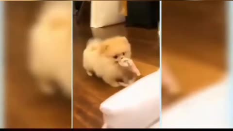 Cute pets funny playing original captures you ever seen 6