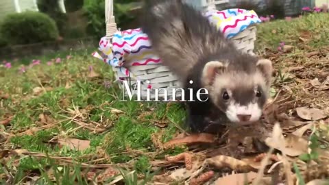 Cutest Most Adorable Baby Ferrets You Will Ever See