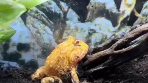 Frog Care Guide in Under A Minute