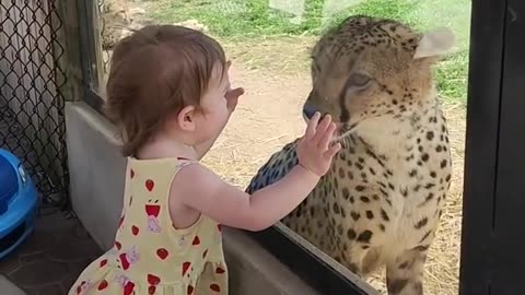 Girl Has Up-Close Encounter With Cheetah