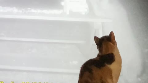 Pitter Staring At TV Raccoons