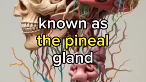 Fun fact - Pineal Gland IS IN YOUR BRAIN- Fun fact - Pineal Gland IT IS DAMAGED BY FLUORIDE.