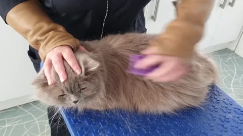 British Longhaired Cat Being Groomed