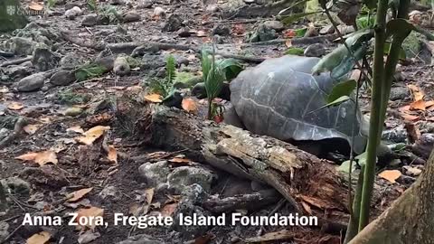 ‘Vegetarian’ giant tortoise filmed attacking and eating seabird