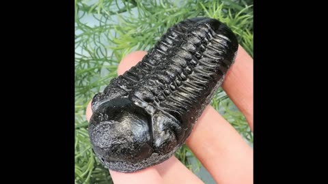 Trilobite Cambrian Bug Replica Fossil Fridge Magnet 3 Inches Long