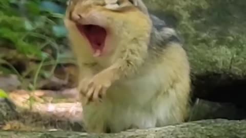 OMG 😳, Yawning squirrel 🐿️🐿️