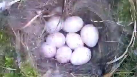 Bird nest to baby birds 60 days