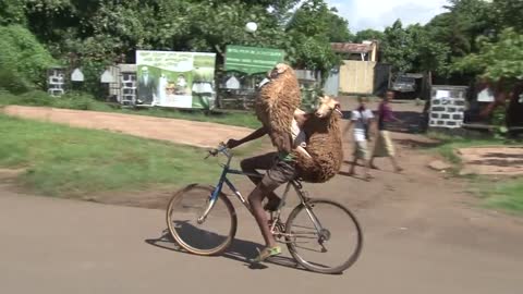 Ethiopian Shepard Carries Two Sheep on Bicycle