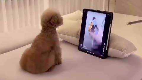 Most Funny Puppy Dog Video🤣🤣🤣.