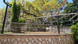 Hippocrates Plane Tree in Kos: Discovering the Ancient Wonder