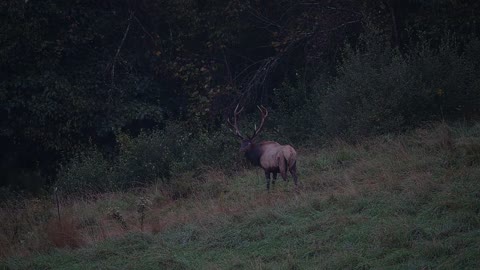 Elk Bugle Sound