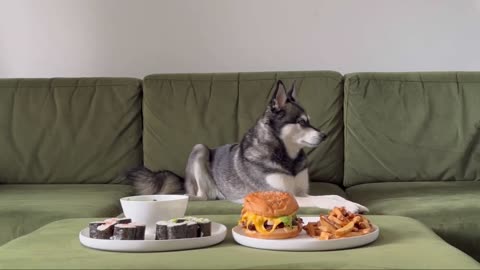 Owners Trust MINI HUSKY With Bacon Cheeseburger & Sushi Platter - Will She Eat It Or Leave It?