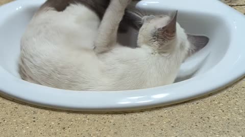 Yuri In The Sink