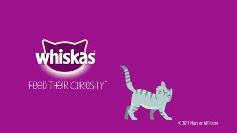 How Can I Tell If My Cat Is Overweight_ - Whiskas K.I.T._3