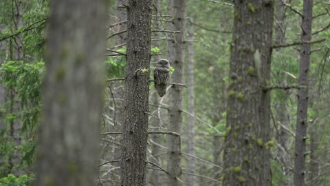 Great Gray Owl Nest - Gray Ghost of the Forest