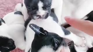 THE CUTEST PUPPIES !