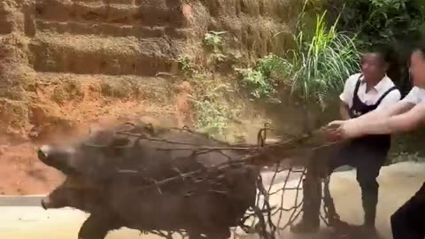 How To Catch Boar With Net In Farm