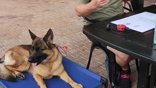 Teaching Table Manners to a German Shepherd