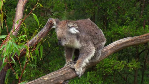 Koala ! Cute animal from australia . See this and you have to save this cute animal