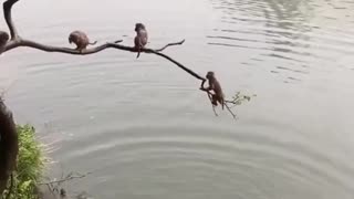 monkeys having fun 🐒🐵😂 😂😂