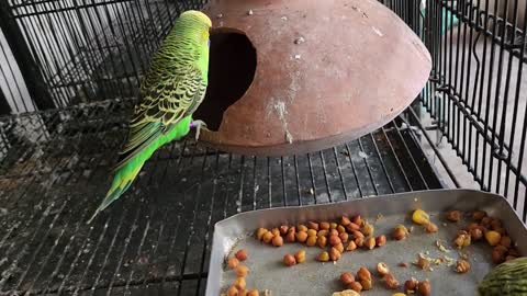 Rio Blue Ollie Meet For The First Time - Holland Budgies Breeding Progress