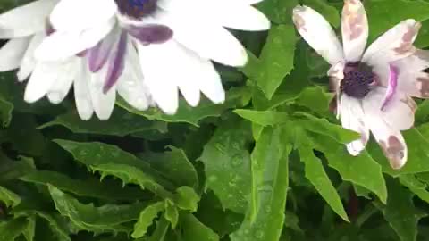 Amazing White and Purple Flowers