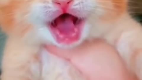 Funny kitten meow baby