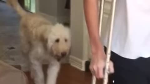 Dog Perfectly Mocks Teen With Broken Leg