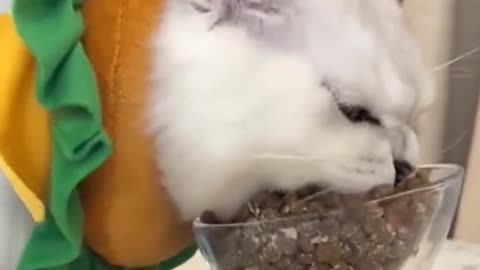 funny animals Hungry