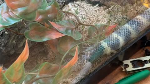 California King Snake Goes Back into Shed Skin
