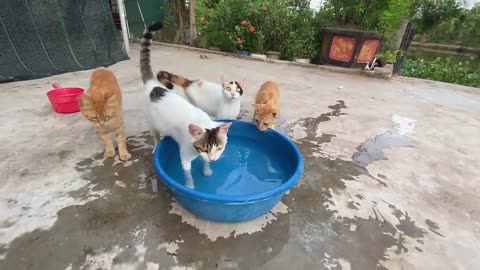 Cute Cats fuuny video #cats #cute #funny #virl #rumbel