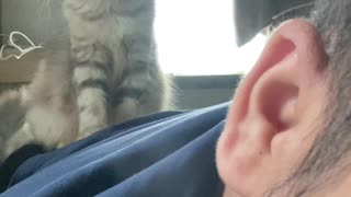 Kitten Mittens Give Massage