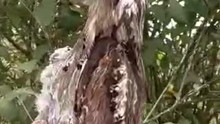 Birds with amazing camouflage